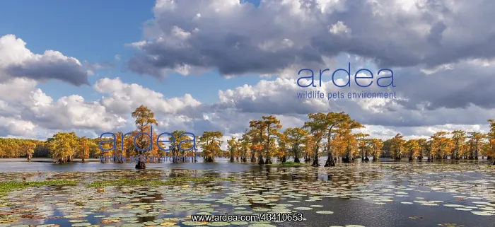 : Bald cypress trees in autumn and lily-ads. Caddo : Bald cypress trees in autumn and lily-ads. Caddo