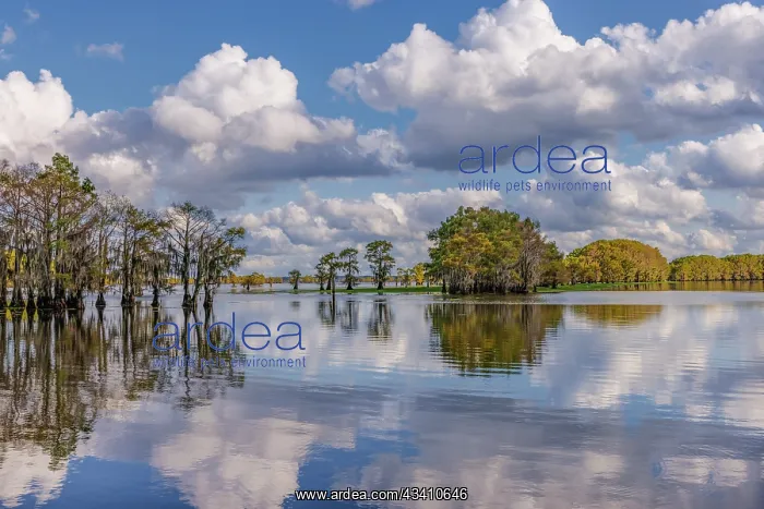 : Bald cypress trees in autumn reflected on lake : Bald cypress trees in autumn reflected on lake