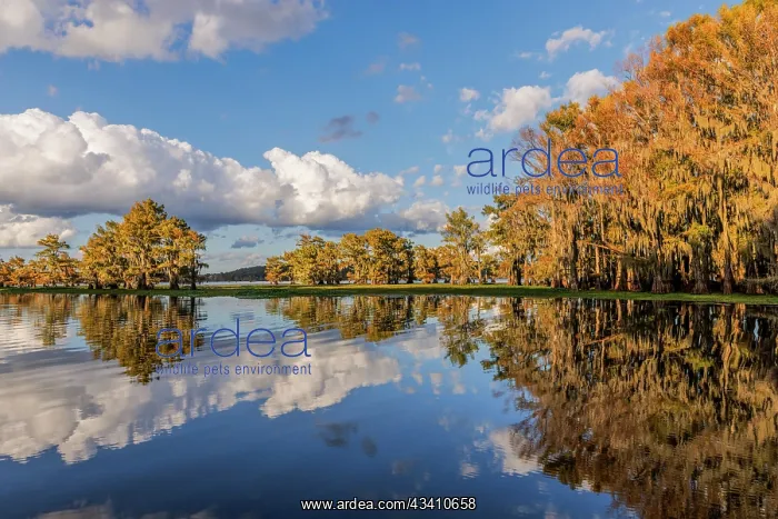 : Bald cypress trees in autumn reflected on lake : Bald cypress trees in autumn reflected on lake
