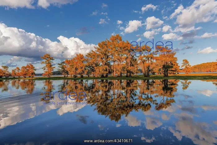 : Bald cypress trees in autumn reflected on lake : Bald cypress trees in autumn reflected on lake
