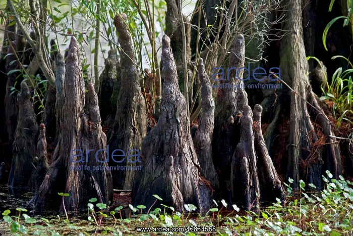  : Bald Cypress Trees Knees - in Louisiana Swamp