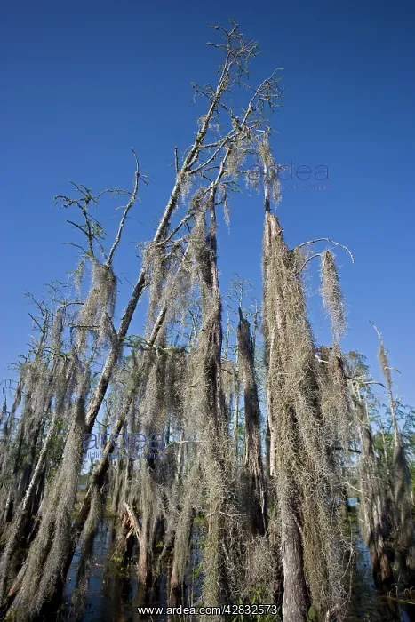  : Bald Cypress Trees in Louisiana Swamp - Dead with