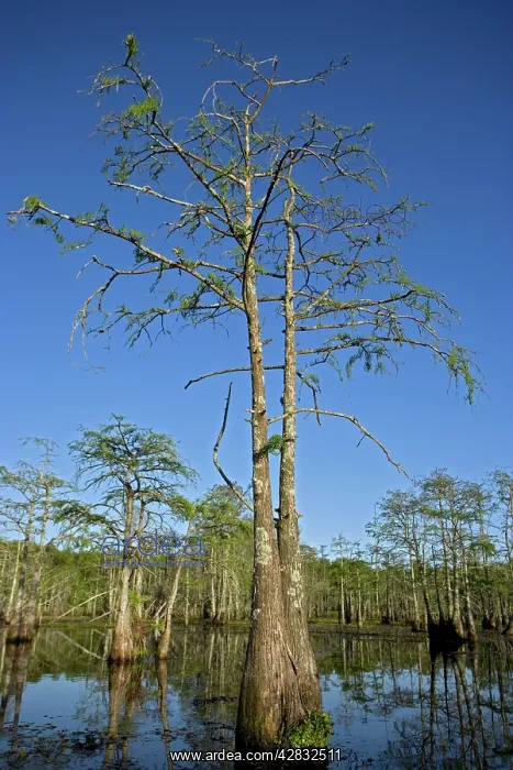 : Bald Cypress Trees in Louisiana swamp. Showing : Bald Cypress Trees in Louisiana swamp. Showing
