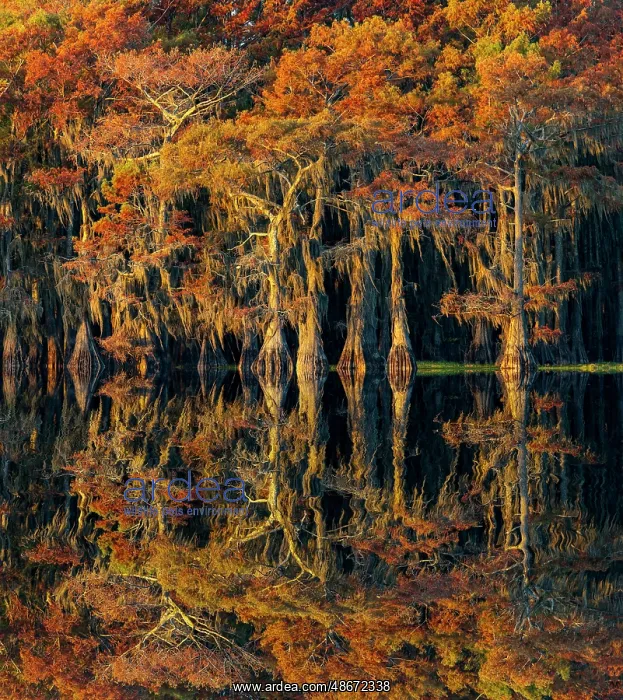 : Bald cypress trees reflecting autumn colors in southern : Bald cypress trees reflecting autumn colors in southern