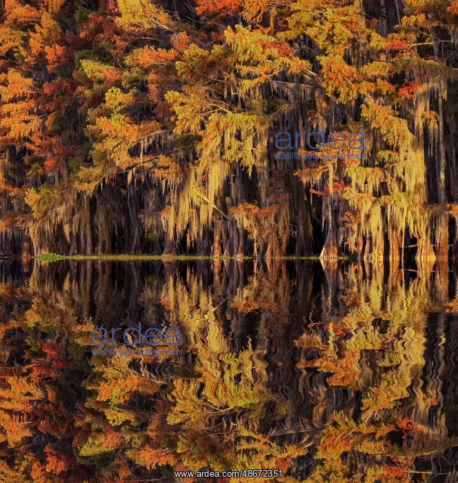  : Bald cypress trees reflecting autumn colors in southern