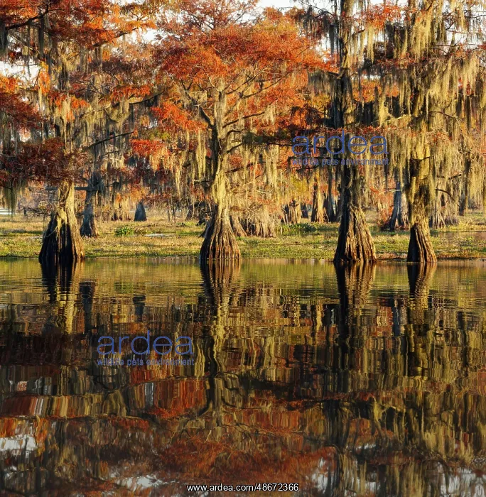 : Bald cypress trees reflecting autumn colors in southern : Bald cypress trees reflecting autumn colors in southern
