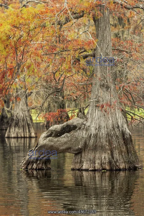 : Bald cypress trees reflecting autumn colors in southern : Bald cypress trees reflecting autumn colors in southern