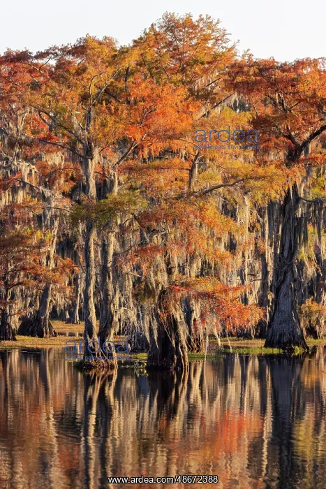 : Bald cypress trees reflecting autumn colors in southern : Bald cypress trees reflecting autumn colors in southern
