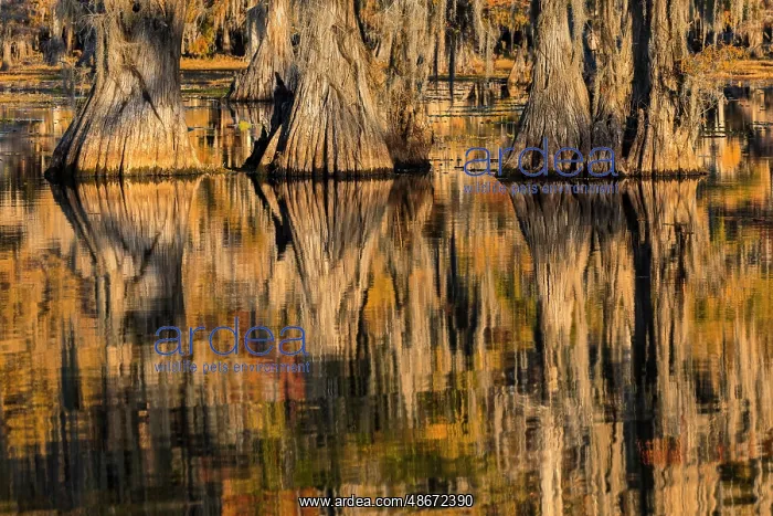 : Bald cypress trees reflecting autumn colors in southern : Bald cypress trees reflecting autumn colors in southern