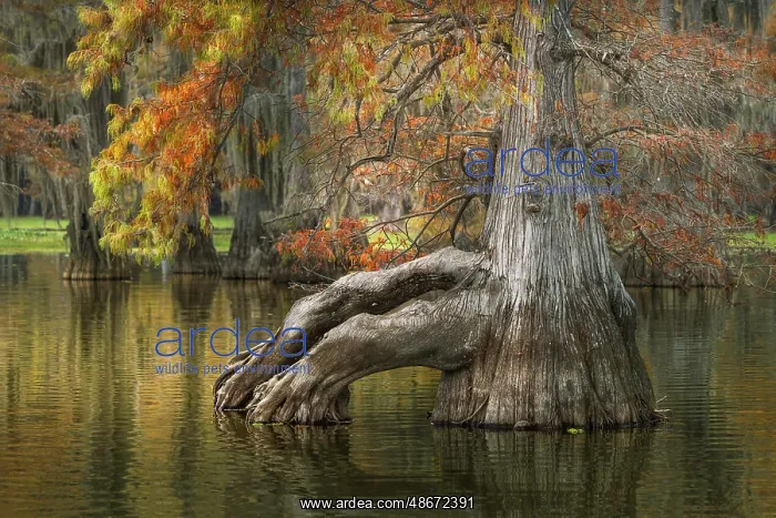 : Bald cypress trees reflecting autumn colors in southern : Bald cypress trees reflecting autumn colors in southern