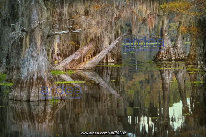 : Bald cypress trees reflecting autumn colors in southern : Bald cypress trees reflecting autumn colors in southern