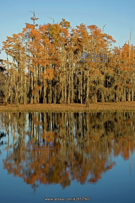 : Bald Cypress Trees - with reflection in Louisiana : Bald Cypress Trees - with reflection in Louisiana