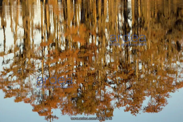 : Bald Cypress Trees - reflection in Swamp Water, autumn : Bald Cypress Trees - reflection in Swamp Water, autumn