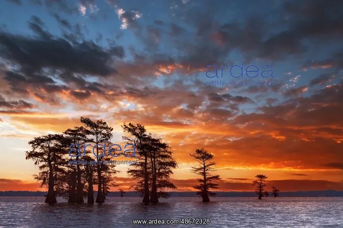 : Bald cypress trees silhouetted at sunrise in southern swamp : Bald cypress trees silhouetted at sunrise in southern swamp