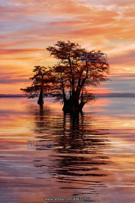 : Bald cypress trees silhouetted at sunrise in southern swamp : Bald cypress trees silhouetted at sunrise in southern swamp