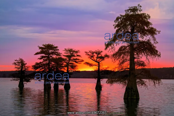 : Bald cypress trees silhouetted at sunrise in southern swamp : Bald cypress trees silhouetted at sunrise in southern swamp