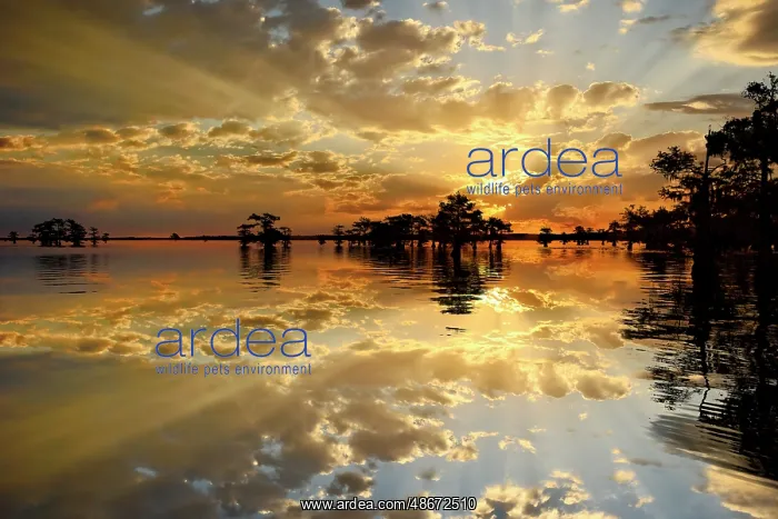 : Bald cypress trees silhouetted at sunset, Caddo Lake, Texas : Bald cypress trees silhouetted at sunset, Caddo Lake, Texas