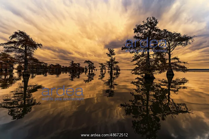 : Bald cypress trees silhouetted at sunset, Caddo Lake, Texas : Bald cypress trees silhouetted at sunset, Caddo Lake, Texas