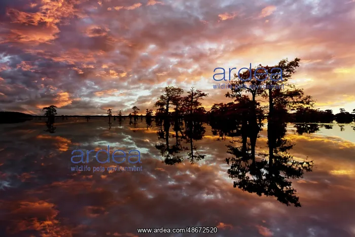 : Bald cypress trees silhouetted at sunset, Caddo Lake, Texas : Bald cypress trees silhouetted at sunset, Caddo Lake, Texas