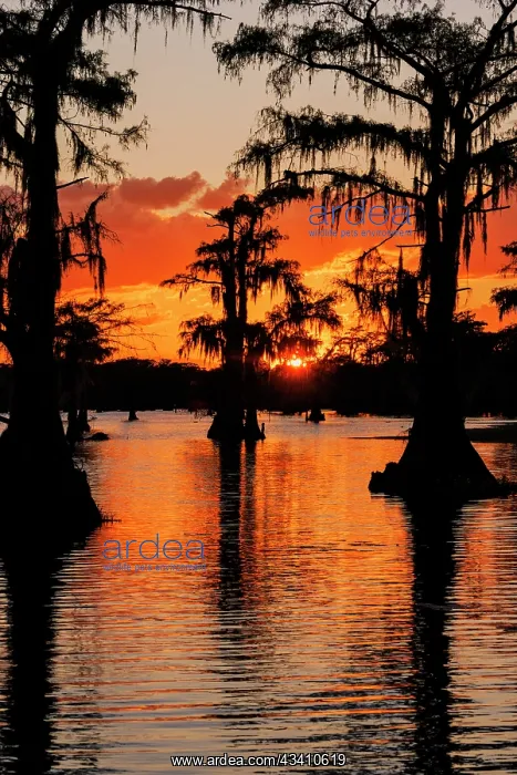 : Bald cypress trees silhouetted at sunset. Caddo : Bald cypress trees silhouetted at sunset. Caddo