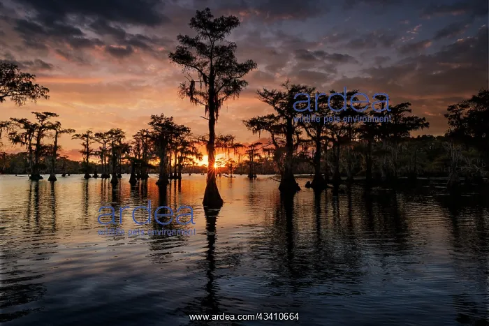 : Bald cypress trees silhouetted at sunset. Caddo : Bald cypress trees silhouetted at sunset. Caddo