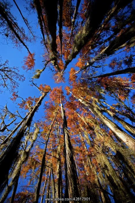 : Bald Cypress Trees - in swamp, Autumn : Bald Cypress Trees - in swamp, Autumn