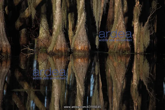 : Bald Cypress Trees (Taxodium distichum) Showing : Bald Cypress Trees (Taxodium distichum) Showing