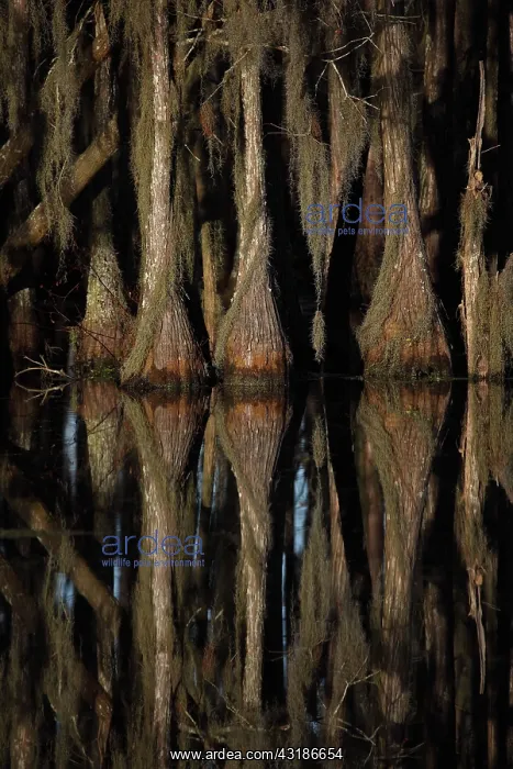 : Bald Cypress Trees (Taxodium distichum) Showing : Bald Cypress Trees (Taxodium distichum) Showing