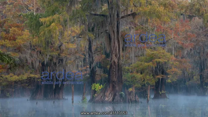 : Bald cypresses (Taxodium distichum) in autumn with : Bald cypresses (Taxodium distichum) in autumn with