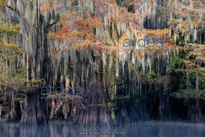 : Bald cypresses (Taxodium distichum) in autumn with : Bald cypresses (Taxodium distichum) in autumn with
