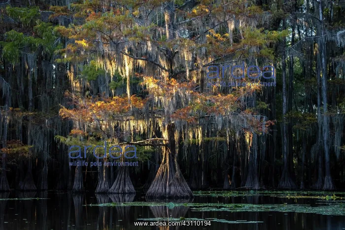 : Bald cypresses (Taxodium distichum) in autumn with : Bald cypresses (Taxodium distichum) in autumn with