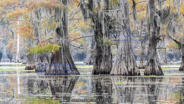 : Bald cypresses (Taxodium distichum) in autumn with : Bald cypresses (Taxodium distichum) in autumn with