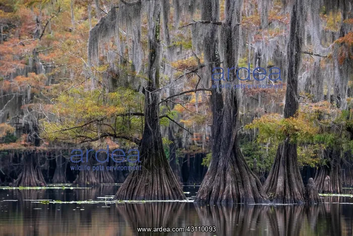 : Bald cypresses (Taxodium distichum) with Spanish : Bald cypresses (Taxodium distichum) with Spanish