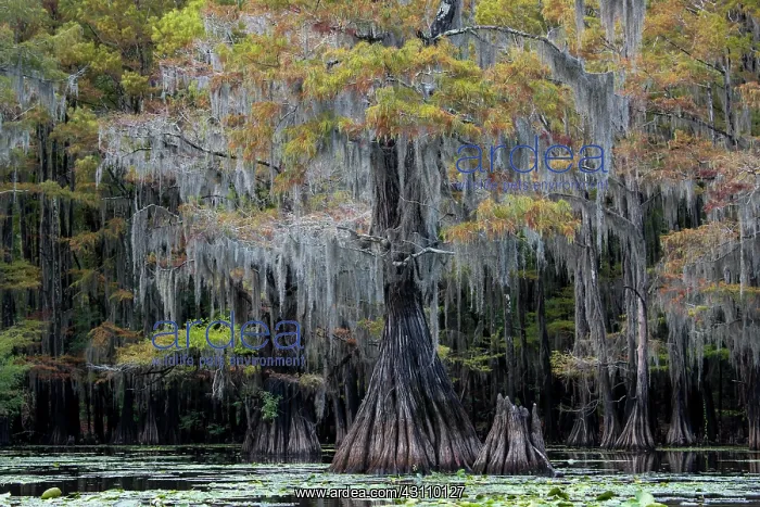 : Bald cypresses (Taxodium distichum) with Spanish : Bald cypresses (Taxodium distichum) with Spanish