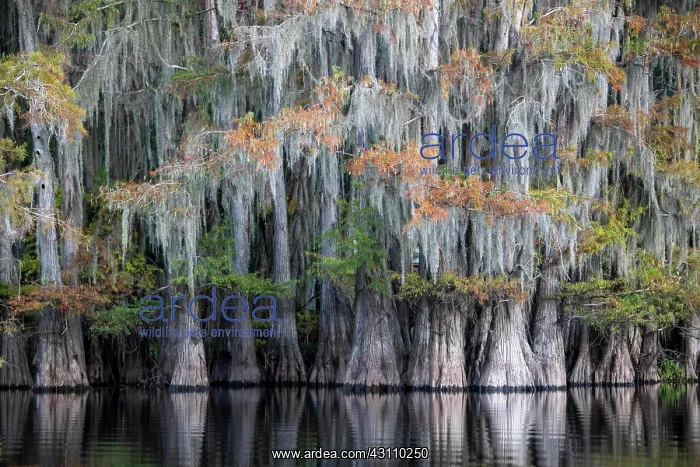 : Bald cypresses (Taxodium distichum) with Spanish : Bald cypresses (Taxodium distichum) with Spanish