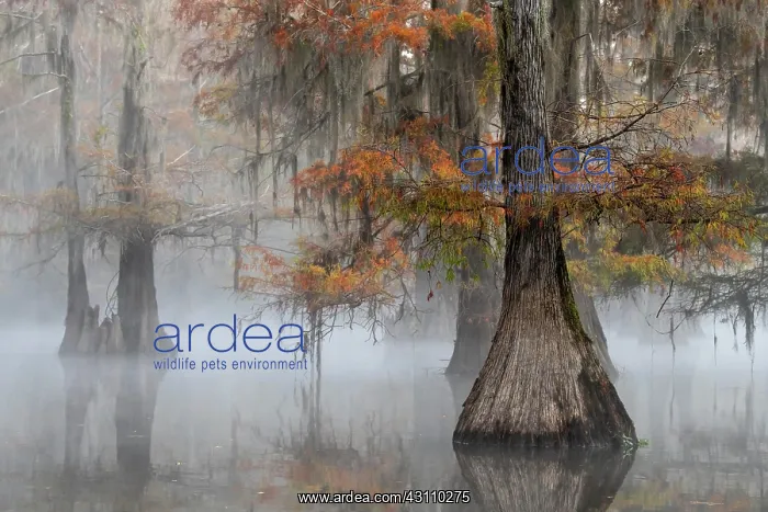 : Bald cypresses (Taxodium distichum) with Spanish : Bald cypresses (Taxodium distichum) with Spanish