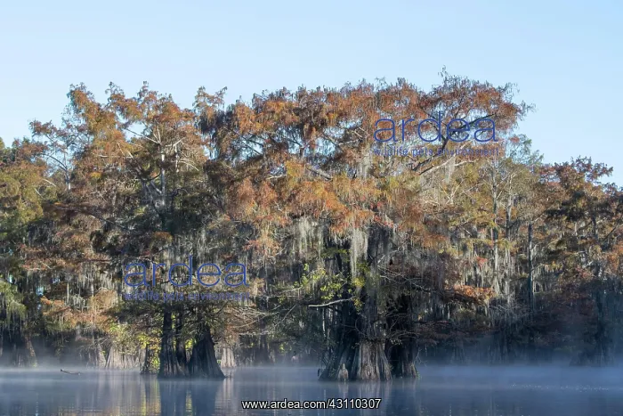 : Bald cypresses (Taxodium distichum) with Spanish : Bald cypresses (Taxodium distichum) with Spanish