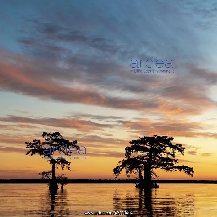 : Bald cypresses (Taxodium distichum) in water at : Bald cypresses (Taxodium distichum) in water at