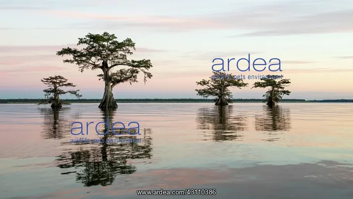 : Bald cypresses (Taxodium distichum) in water, dusk : Bald cypresses (Taxodium distichum) in water, dusk