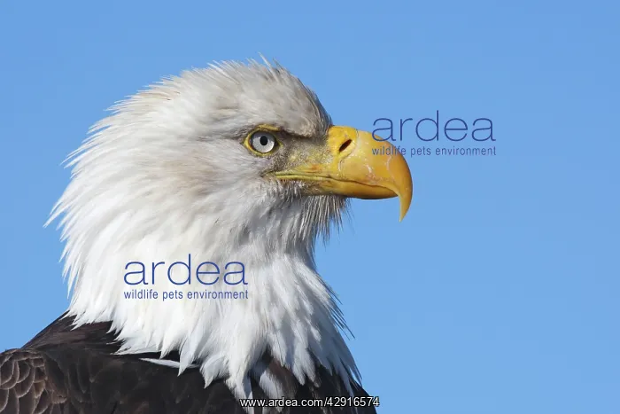 : Bald Eagle : Bald Eagle