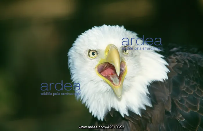 : BALD EAGLE : BALD EAGLE