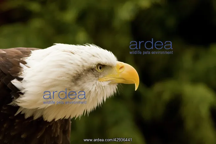: Bald Eagle : Bald Eagle