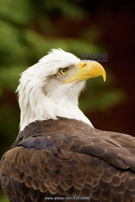 : Bald Eagle : Bald Eagle