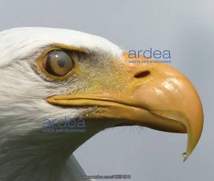: Bald Eagle : Bald Eagle