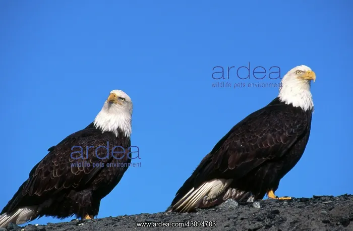 : Bald Eagle : Bald Eagle
