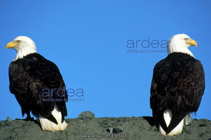 : Bald Eagle : Bald Eagle