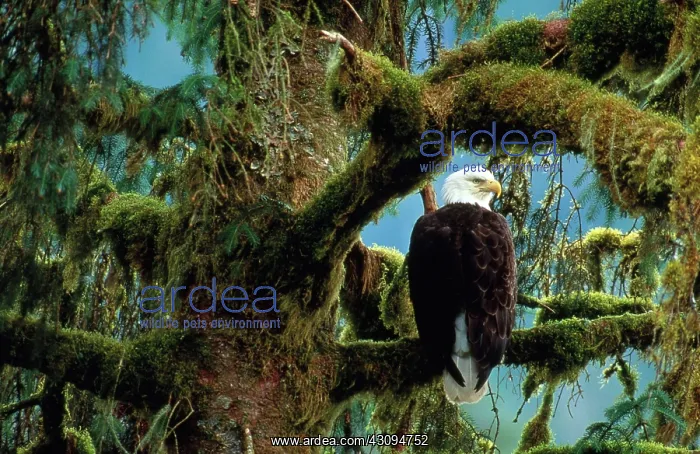 : Bald Eagle : Bald Eagle
