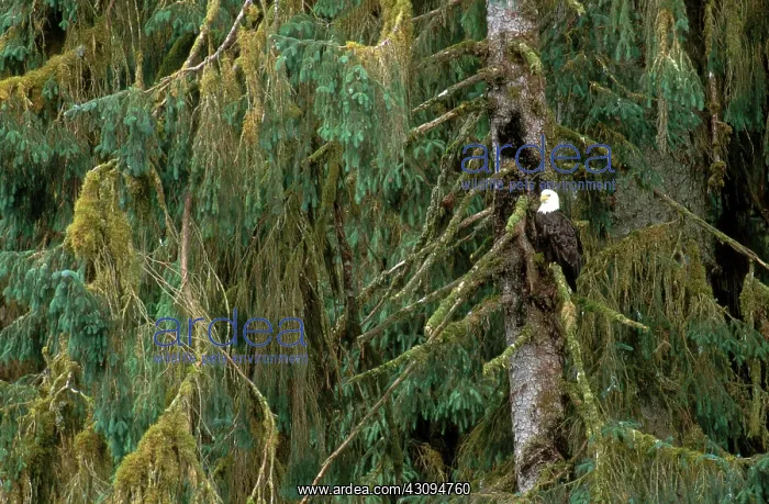 : Bald Eagle : Bald Eagle