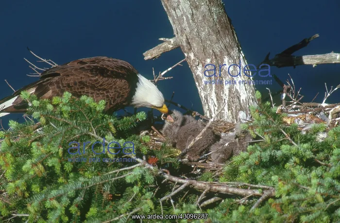: Bald eagle : Bald eagle