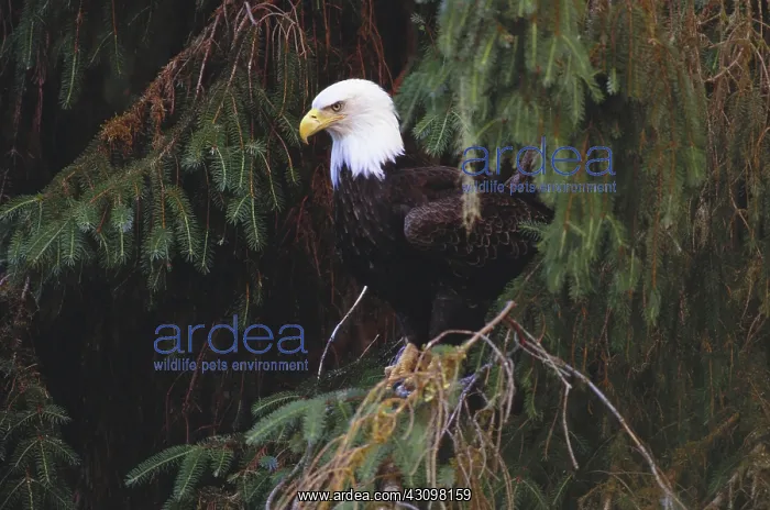 : Bald Eagle : Bald Eagle